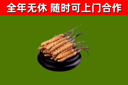 枝江烟酒回收冬虫夏草.jpg